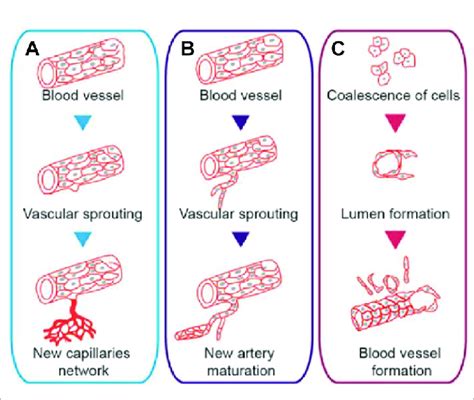 Therapeutic Angiogenesis Doc