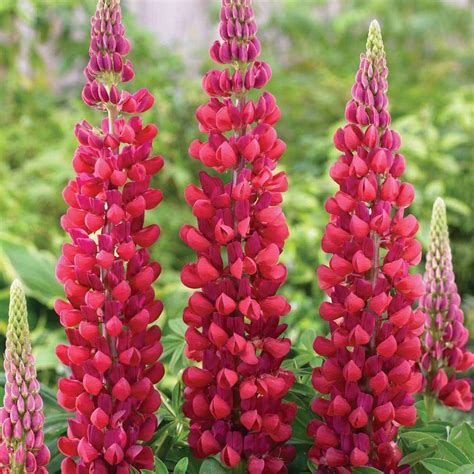 Therapeutic Treasures within Lupin Red