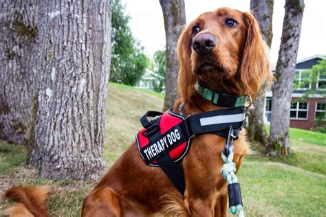 Therapy dogs: