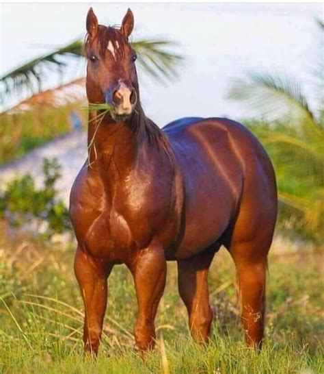 Thicktallstallion: A Comprehensive Guide to Tall and Muscular Horses