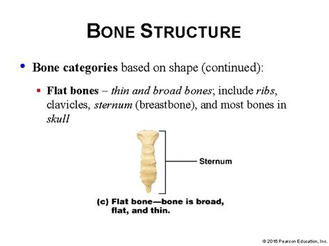 Thin Broad Bones: A Comprehensive Classification