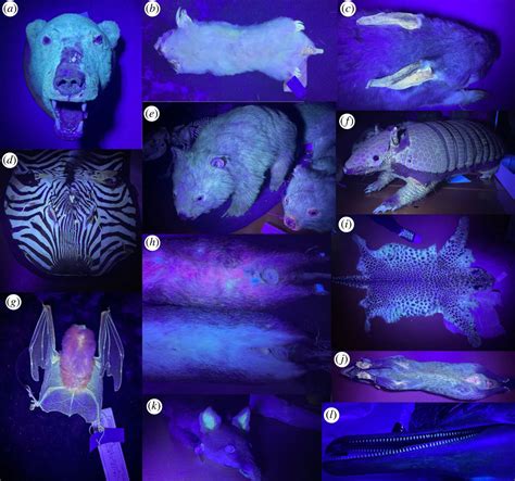 Things that Glow Under Black Light: Dive into the Enigmatic World of Luminescence