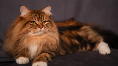 Thinking of Bringing Home a Majestic Siberian Cat? Unveiling the Price in India