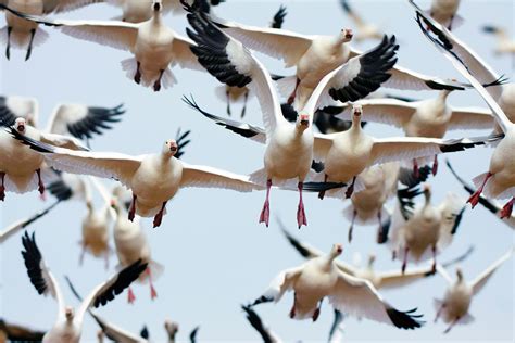 This Bird Has Flown: Examining the Evolution and Significance of Bird Migration