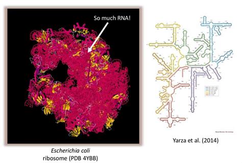 This Cellular Structure Lacks a Membrane: Unveiling the Ribosome