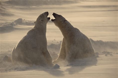 Thomas D. Mangelsen News: Wildlife Photographer Captures Stunning Images