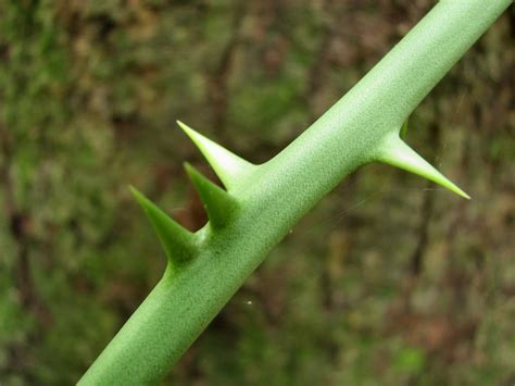 Thorn Vines