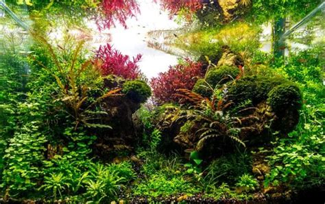 Thrive Aquarium Fertilizer: The Ultimate Blueprint for Thriving Aquatic Ecosystems