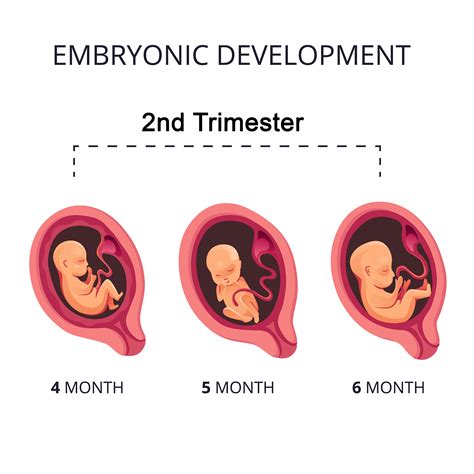 Thriving in Your Second Trimester: Navigating Week 16 of Pregnancy