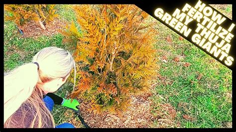 Thuja Green Giant Arborvitae Fertilizer: Unlocking the Secrets of Growth