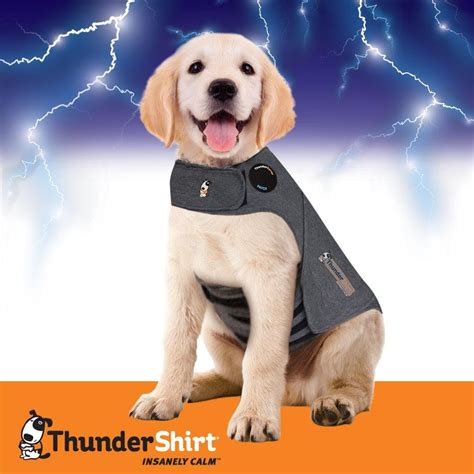 Thunder Shirts for Dogs: A Comprehensive Guide for Tranquilizing Anxious Canines