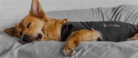 Thunder Shirts for Dogs: A Comprehensive Guide to Calming Your Anxious Companion