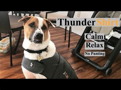 ThunderShirt for Cats: Calming Your Feline Friend During Stressful Situations