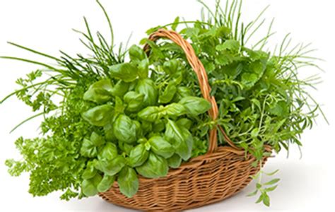 Thyme: The Herb That Adds Zest and Vitality