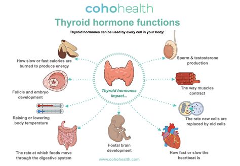 Thyroid Function: