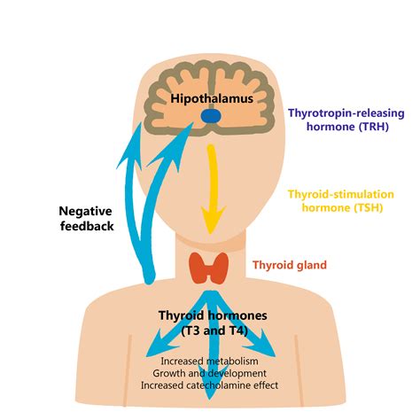 Thyroid Gland: The Master Regulator of Metabolism