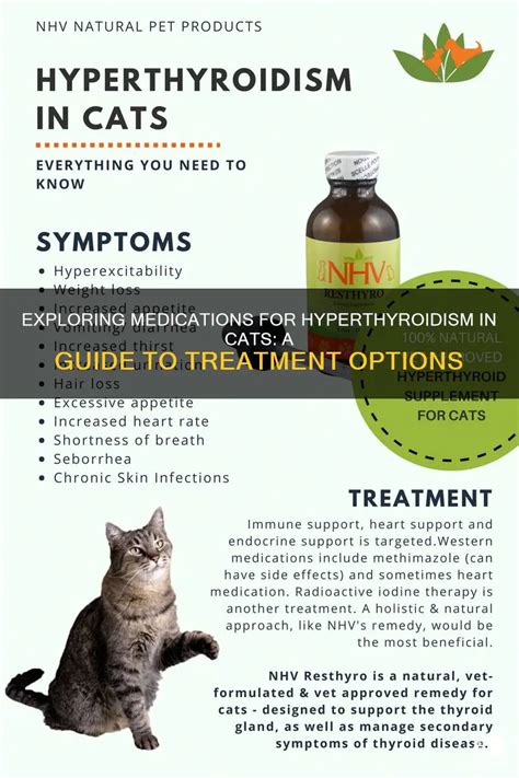 Thyroid Medication for Cats: The Ultimate Guide to Treating Feline Hyperthyroidism