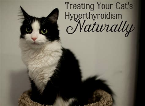 Thyroid Meds for Cats: The Ultimate Guide to Managing Feline Hyperthyroidism in 2023