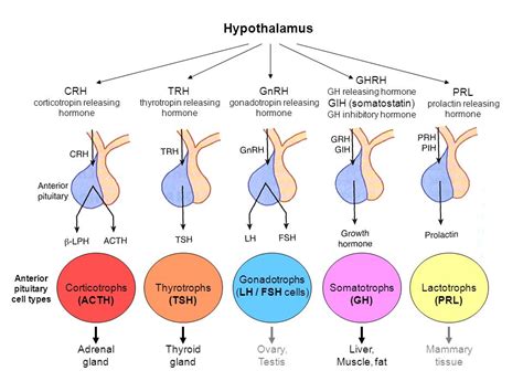 Thyrotropin Releasing Hormone on Spinal Reflexes Epub