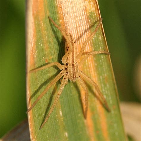 Tibellus oblongus: A Comprehensive Guide to the Common Running Crab Spider