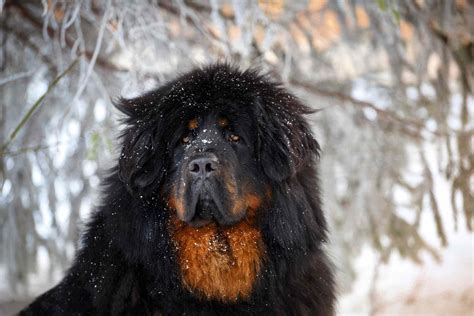 Tibetan Mastiff