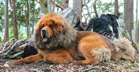 Tibetan Mastiff Breeders: A Guide to Finding the Perfect Guardian