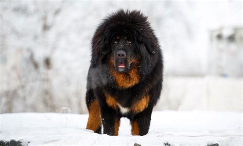 Tibetan Mastiffs