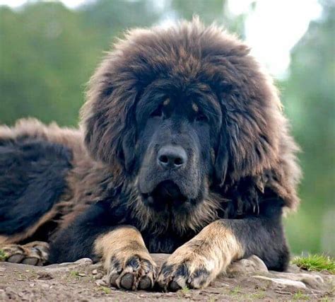 Tibetan Mastiffs: The Ultimate Guide to the World's Ancient and Majestic Guardians