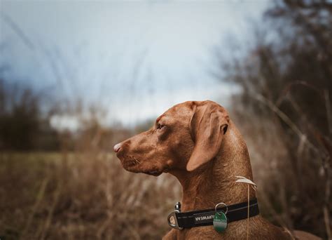 Tick Collars: The Essential Guide to Protecting Your Furry Friend