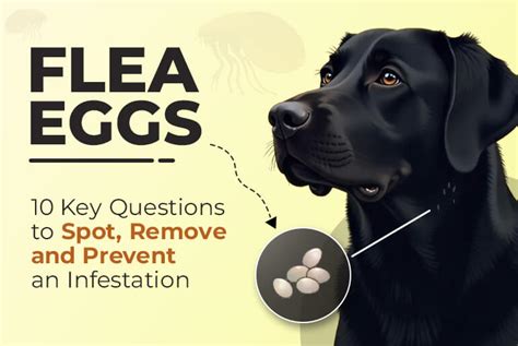 Tick Eggs on Dogs: A Comprehensive Guide to Prevention, Treatment, and Removal