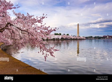 Tidal Basin DC: The Ultimate Guide to Washington's Spring Spectacle