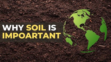 Tierra Wett: A Comprehensive Guide to Soil and Its Vital Role in Life