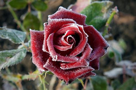 Tiffany Days to Winter Rose: A Comprehensive Guide to the Transition from Fall to Winter