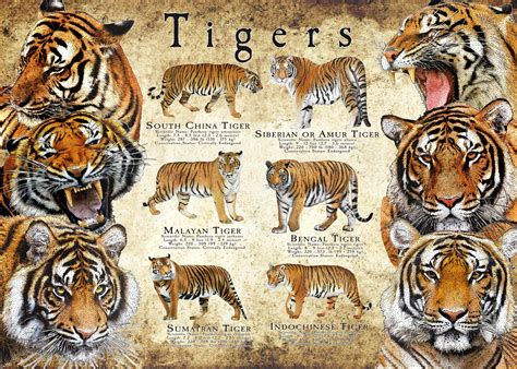 Tiger Asian: A Comprehensive Guide to the Endangered Species