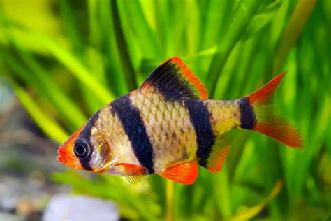 Tiger Barbs: A Comprehensive Guide to Captivating Freshwater Aquarium Fish