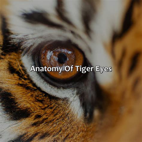 Tiger Eye Spots vs. Hawk's Eye Spots: 2025 Guide