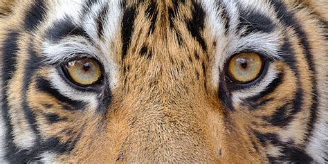 Tiger Eyes