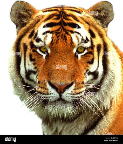 Tiger Head PDF