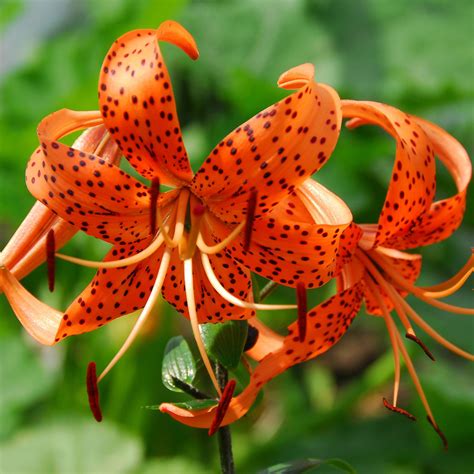 Tiger Lily Doc