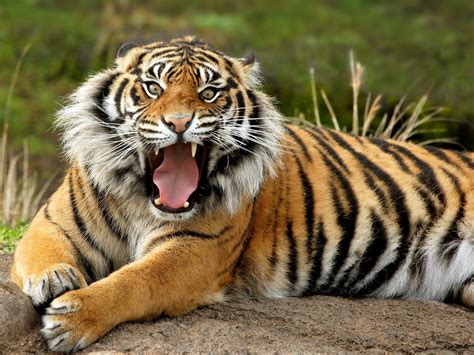 Tiger Tiger PDF