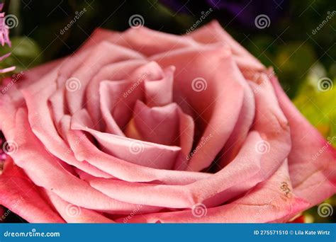 Tilting Rose PDF