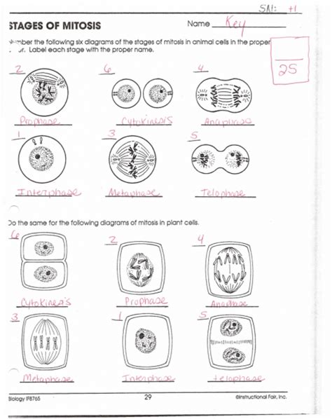 Time For Mitosis Lab Answers Epub