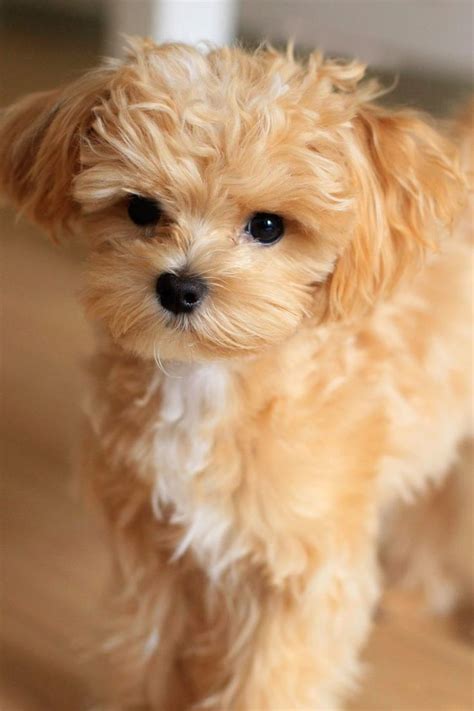 Tiny Companions: A Guide to Small Dog Breeds With Adorable Images