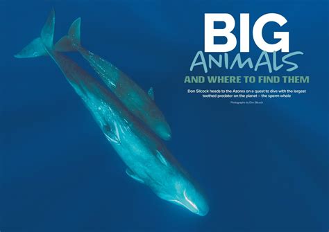 Tiny Whales: Discover the Enigmatic World of the Deep