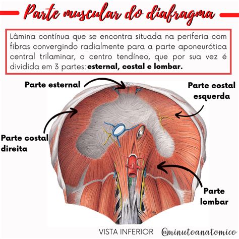 Tipo Diafragma: