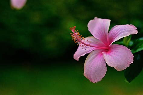 Tipos Principais de Flores