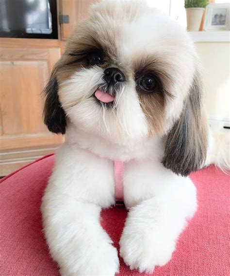 Tipos de Tosa para Shih Tzu: Um Guia Completo para Manter Seu Cão Elegante