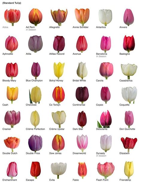 Tipos de Tulipas