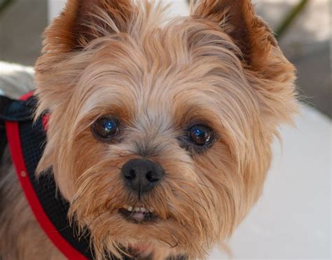 Tips and Tricks for Choosing the Perfect Yorkie Name