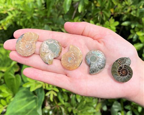 Tips and Tricks for Finding Ammonite Fossil Pairs